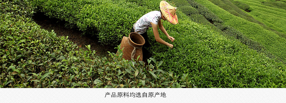 九洲韵茶叶生产基地 品牌荣誉